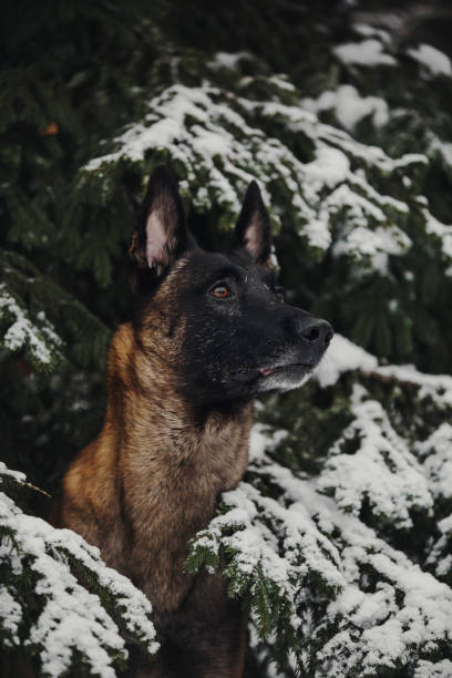 istock Portrait of a Belgian Shepherd Malinois 1093528874
