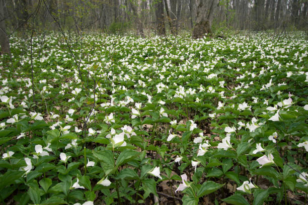 istock Spring Trillium Wildflowers Landscape In A Northern Boreal Forest 1093529252
