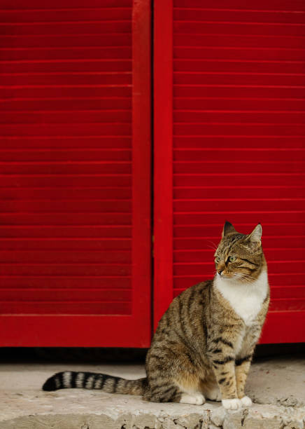 istock Beautiful sad cat on a background of red shutters. 1093529880