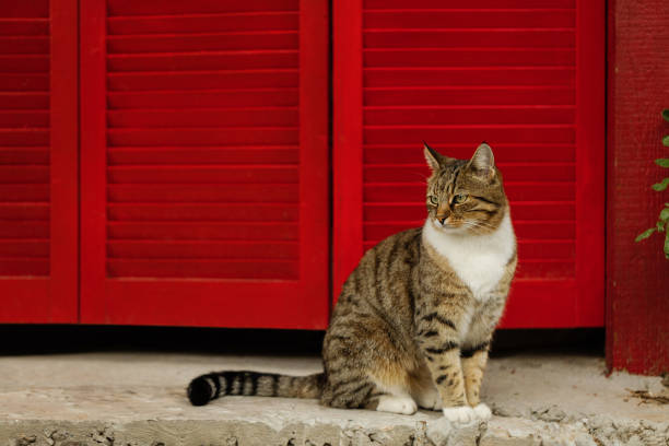 istock Beautiful sad cat on a background of red shutters. 1093529884