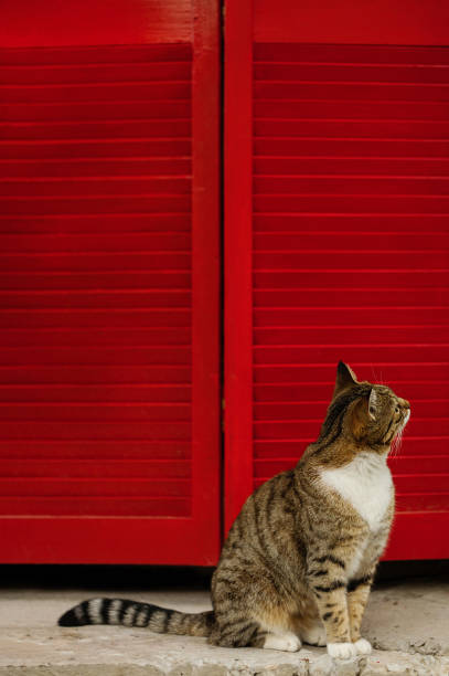 istock Beautiful sad cat on a background of red shutters. 1093529886