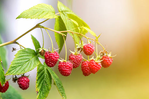 Close-up of isolated lit by summer sun growing branch of beautiful ripe red juicy raspberries with fresh green leaves on bright light blurred copy-space background. Agriculture, farming, healthy food.