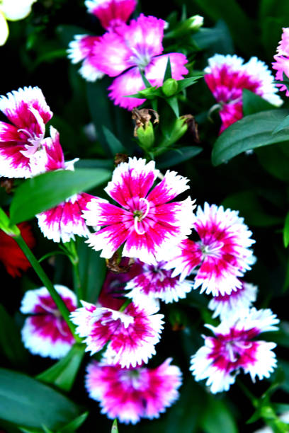 istock Dianthus / Fringed Pink 1093532286