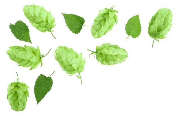 istock hop cones with leaves isolated on white background with copy space for your text. Top view. Flat lay pattern 1093532294