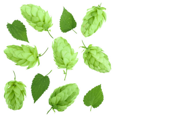 istock hop cones with leaves isolated on white background with copy space for your text. Top view. Flat lay pattern 1093532296