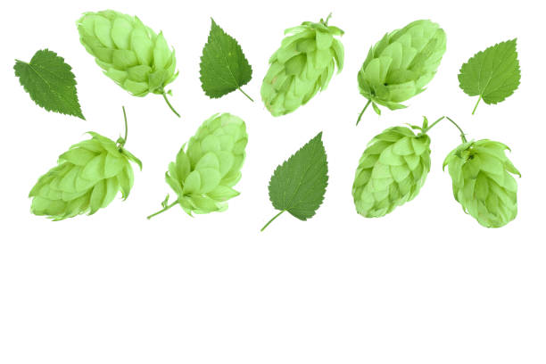 istock hop cones with leaves isolated on white background with copy space for your text. Top view. Flat lay pattern 1093532316
