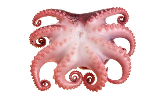istock Small octopus isolated on white background. Close up 1093532326