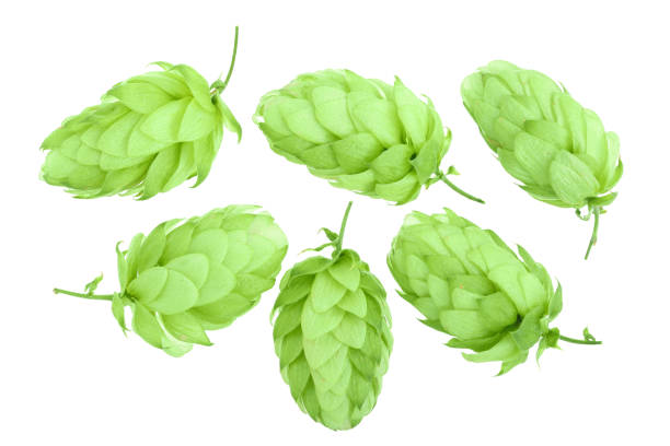 istock hop cones isolated on white background close-up. Top view. Flat lay pattern 1093532330