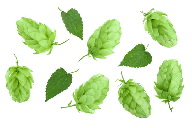 hop cones with leaves isolated on white background close-up. Top view. Flat lay pattern