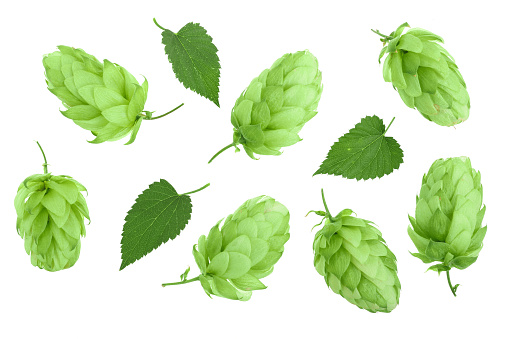 hop cones with leaves isolated on white background close-up. Top view. Flat lay pattern.