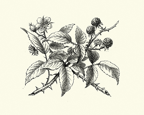 Vintage engraving of Natural history, Flora, Bramble, Flower and Berry