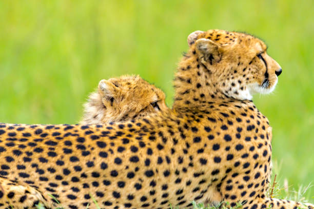 istock Cheetah cub and mother at wild 1093532534