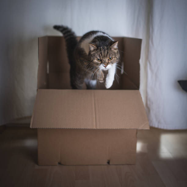 istock cat jumpingout of box 1093535112