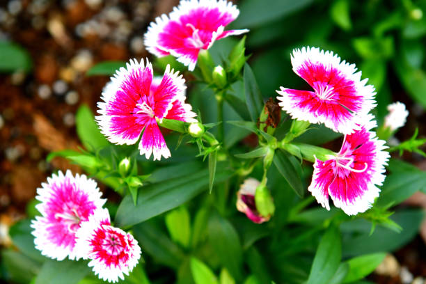 istock Dianthus / Fringed Pink 1093535156