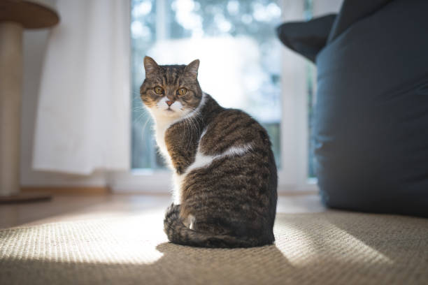 gato británico de pelo corto - gato de pelo corto fotografías e imágenes de stock