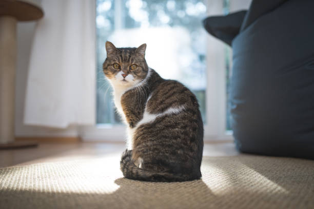british shorthair cat tabby british shorthair cat standing in front of window looking back over shoulder shorthair cat stock pictures, royalty-free photos & images
