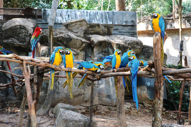 group of colorful macaws - aviary imagens e fotografias de stock