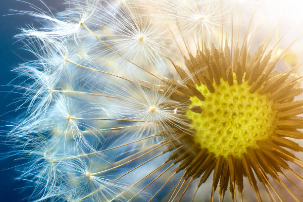 istock Dandelion flower seed closeup with blurred background 1093537056