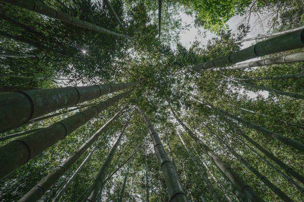 istock Skyward view of bamboo trees 1093537930