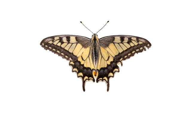 istock Butterfly Swallowtail (Papilio machaon) isolated over white background 1093541666