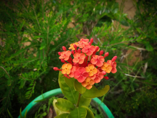 The Crown Of Thorns Flower. Orange Color Closeup Image.