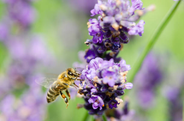 istock Beautiful lavender background 1093546386