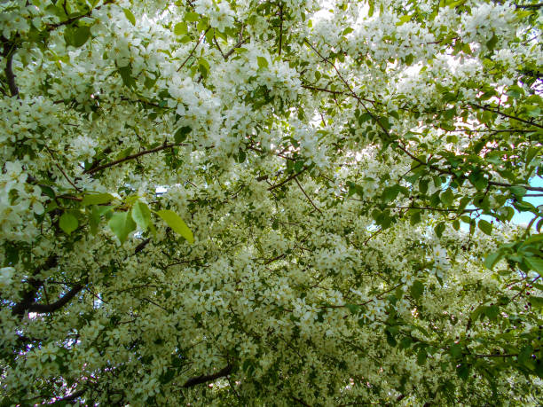 istock Apple blossoms in spring. Branches of blossoming tree 1093546626
