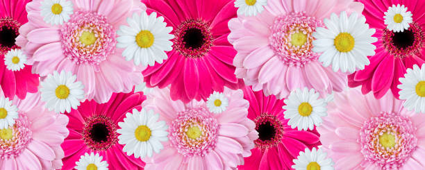 istock Flowers background with Gerbera and Daisies 1093548750