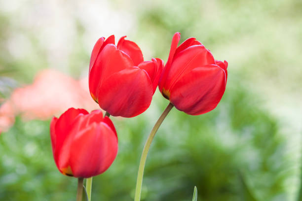 istock Red tulip flowers on green blurred background in summer 1093548844