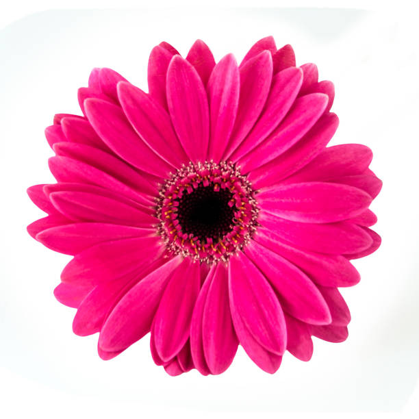 gerbera auf weißen hintergrund isoliert - magenta stock-fotos und bilder