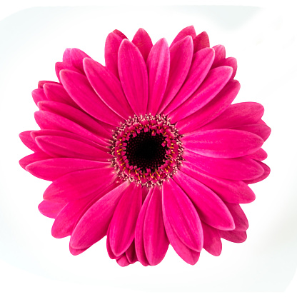 Pink Gerbera isolated against white background