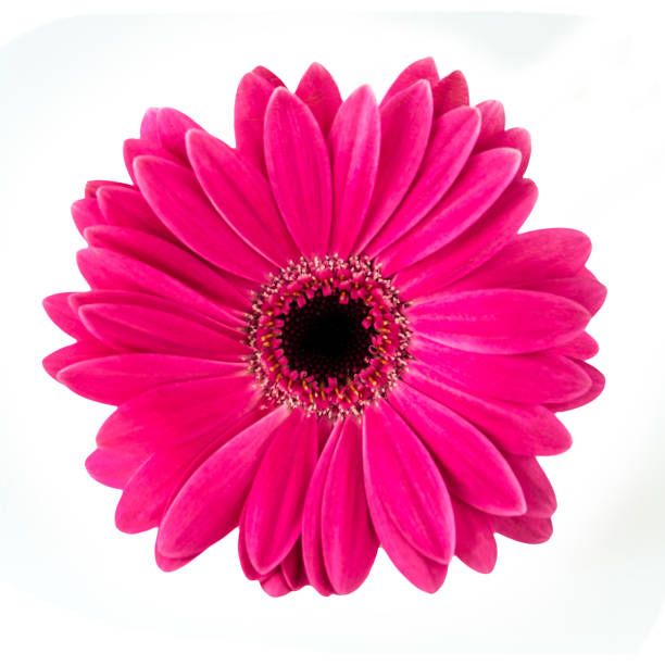Gerbera isolated against white background Pink Gerbera isolated against white background magenta stock pictures, royalty-free photos & images