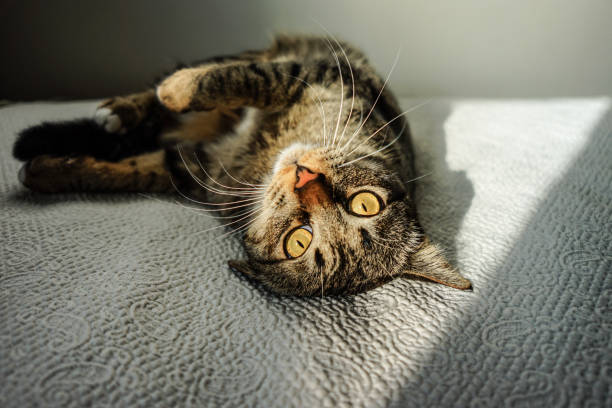 istock Playful cat in the bed with the sun light 1093550698