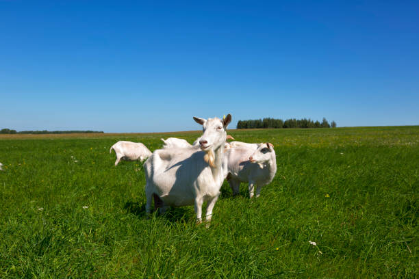 istock Herd of goats grazing on green grass 1093551140