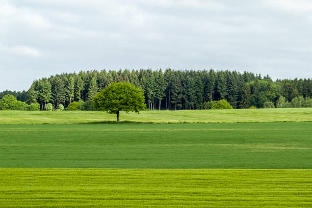 istock Green field and tree with blue sky and clouds 1093551728