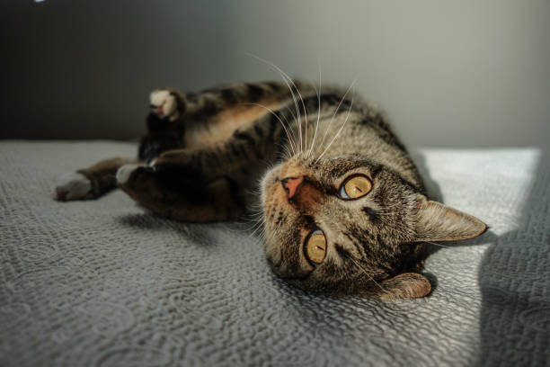 istock Playful cat in the bed with the sun light 1093552948