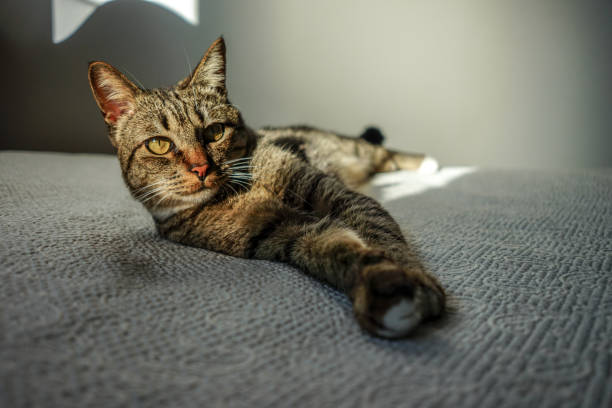 istock Playful cat in the bed with the sun light 1093553210