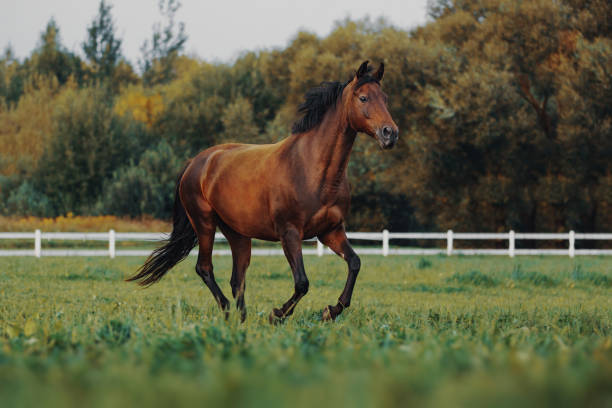 istock Bay horse galloping across the field 1093553802