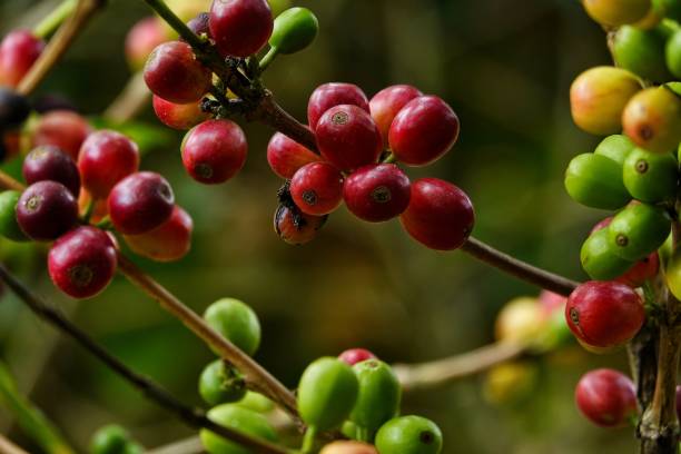 istock colorful juicy sweet coffee berries 1093553998