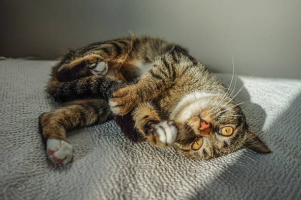 istock Playful cat in the bed with the sun light 1093554074