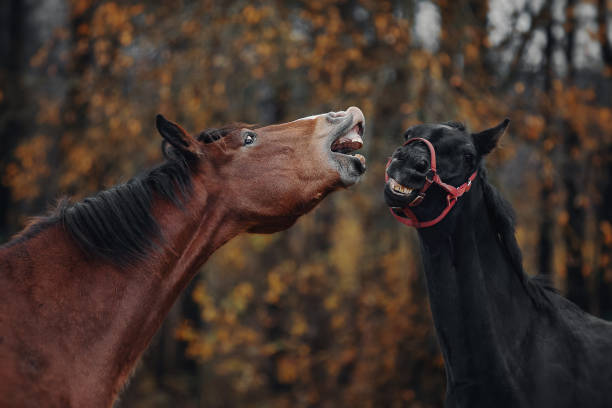 istock Two stallions play in the herd 1093554184
