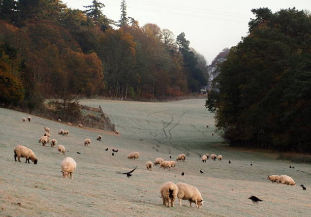 istock Frozen meadow with grazing sheep and flying crows, at dawn 1093554262
