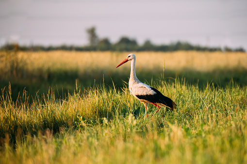 Belarus. Adult European White Stork Standing In Green Summer Grass. Wild Field Bird In Sunset Time.