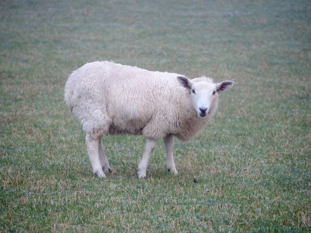 istock A young white sheep in a meadow, at dawn 1093554664