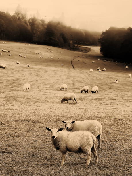 istock Two sheep standing in the foreground, with grazing sheep in meadow, pictural effect 1093554852