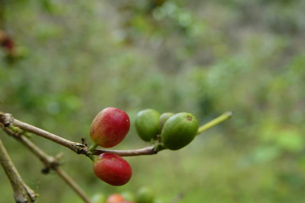 istock colorful juicy sweet coffee berries 1093554900