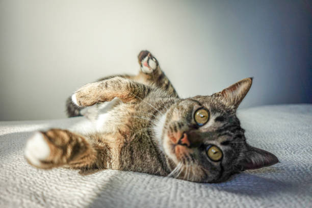 istock Playful cat in the bed with the sun light 1093556632