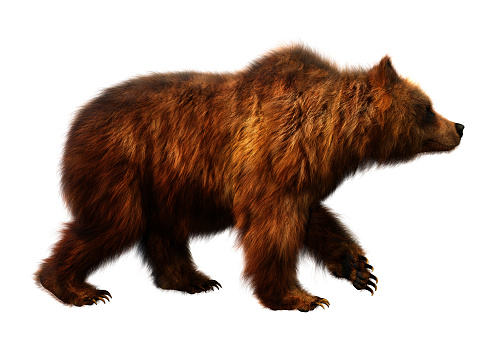 3D rendering of a brown bear isolated on white background