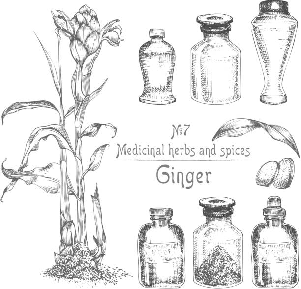 Set hand drawn of Ginger roots, lives and flowers in black color isolated on white. Bottle, mortar, pestle Retro vintage graphic design. botanical sketch drawing, engraving style. Vector illustration.