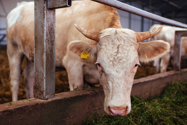 Cows inside the barn on a dairy farm